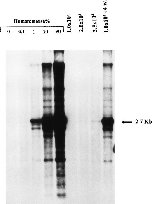Fig. 4. Representative Southern blot analysis of individual NOD/SCID mice transplanted with 1 × 104, 2 × 104, and 3.5 × 104 unmanipulated CD34+ CB cells and with week 4 expanded cells (deriving from 1 × 104 initial CD34+ cells). DNA was extracted from the murine BM at week 8 after transplant and hybridized with a human chromosome 17–specific -satellite probe.