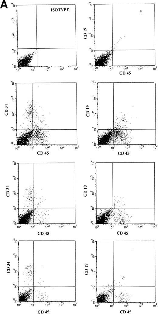 Fig. 7. (A) Representative FACS profiles of marrow cells from individual NOD/SCID mice transplanted 8 weeks previously with cells deriving from 3.5 × 104 CD34+ CB cells after a 10-week expansion in stroma-free cultures containing IL-6, SCF, FL and MGDF. From top to bottom: isotype control and (a) a nonengrafted mouse. Human CD45/CD34 and CD45/CD19 in the BM cells of a mouse transplanted with 1/8, 1/25, and 1/70 of the cell progeny deriving from 3.5 × 104 initial CD34+ cells. CD45/CD34 and CD45/CD19 analysis was performed on total BM cells. (B) Multilineage engraftment in the BM of a representative mouse transplanted with week 10 expanded cells (deriving from 2 × 104 initial CD34+ cells). Analysis of lineage markers (CD45/CD34, CD19, CD41, and CD13/CD33) was performed on cells comprised within the CD45 gate. Analysis of GpA/CD71 cells was performed on total BM cells.