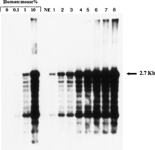 Fig. 10. Representative Southern blot analysis of individual NOD/SCID mice transplanted with expanded cells from replicate flasks at week 10 of expansion. Quadruplicate cultures were initiated with 2 × 104 CD34+ CB cells. After 10 weeks of expansion, 2 mice were injected with the corresponding progeny of initial CD34+ cells (1 mouse per expansion) lanes 8 to 9; 2 mice with 1/12 of the expanded cells (corresponding to initial 1,560 CD34+ cells) lanes 6 to 7; 2 mice with 1/32 (=625 initial cells) lanes 4 to 5; and 2 mice with 1/64 (=312 initial cells) lanes 2 to 3. Lane 1: A nonengrafted mouse (inoculated with 2 × 104 CD34+ cells at start of cultures, plus 2 × 105 CD34− irradiated CB cells).