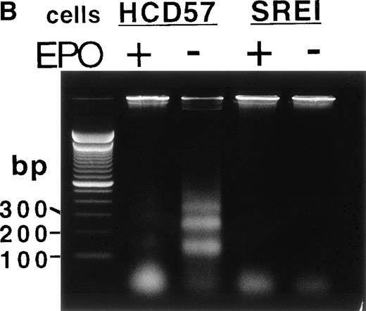 Fig. 1. Proliferation and survival of HCD57 and HCD57-SREI cells. (A) The cells were cultured in the indicated factor, 1 U EPO/mL, 100 ng SCF/mL, a combination of 100 ng SCF and 1 U EPO/mL, or no added factors in medium containing 25% fetal calf serum. At the indicated day after culture, viable cells were counted in the presence of trypan blue. Error bars indicate the standard deviation from triplicate measurements. (B) HCD57-SREI cells have escaped apoptosis in the absence of EPO. HCD57 cells and HCD57-SREI cells were cultured in the presence of 1 U EPO/mL (+) absence of EPO (−) for 72 hours. The genomic DNA was isolated and analyzed for fragmentation of DNA characteristic of apoptosis as described previously.5