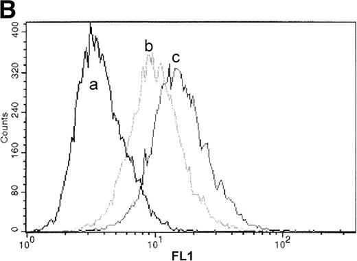 Fig. 2. Processing and expression of c-Kit and EPOR in HCD57 and HCD57-SREI cells. (A) HCD57 cells deprived of EPO overnight (lanes A through D) or HCD57-SREI cells cultured without EPO (lanes D through G) were left untreated (lanes A and E), or treated with 10 U EPO/mL for the indicated times at 37°C. The cells were rapidly cooled, and the forms of EPOR present were determined by immunoprecipitation of the EPOR and detection of the receptor proteins using the same affinity-purified anti-COOH terminal, anti-EPOR IgG. The form of EPOR between 62 and 78 kD are marked (upper arrows). The IgG on the gel from the heavy chain of anti-EPOR present in the immunoprecipitates is also indicated (lower arrow). (B) HCD57-SREI cells exhibit upregulated cell-surface c-Kit expression. HCD57 and HCD57-SREI cells were incubated with an FITC-conjugated c-Kit antibody and detected using flow cytometry. HCD57-SREI cells exhibit 81.4% more cell surface c-Kit (peak C) than HCD57 (peak B). Peak A represents background staining (CD4).