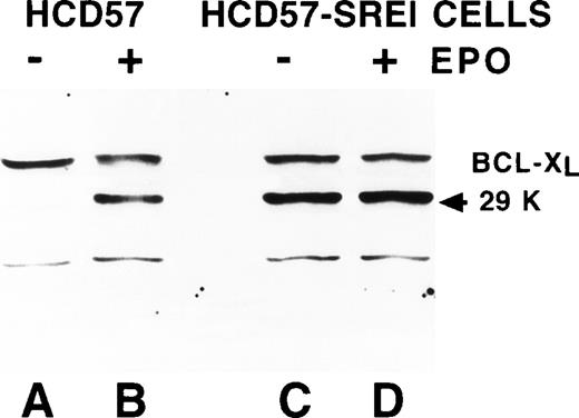 Fig. 3. Bcl-Xl and Bcl-2 are maintained in HCD57-SREI cells when EPO is withdrawn. HCD57 cells (lanes A, B, E, and F) and HCD57-SREI cells (lanes C, D, G, and H) were cultured for 72 hours in either medium containing 1 U EPO/mL (lanes B, D, F, H) or no EPO (lanes A, C, E, G). Ten micrograms of cellular protein was analyzed by Western blotting using anti-Bcl-Xl (lanes A through D) or anti–Bcl-2 (lanes E through H) antisera. The proteins of interest were visualized with ECL and are marked by an arrow.