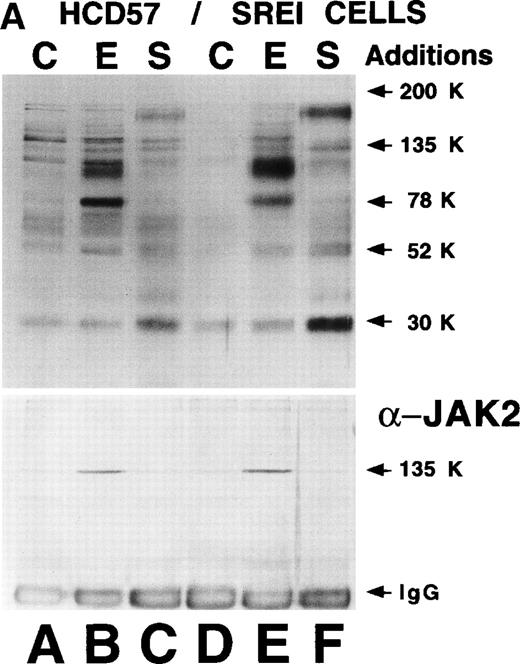 Fig. 4. Effect of EPO and SCF on tyrosine protein phosphorylation in HCD57 cell and HCD57-SREI cells. (A) HCD57 cells deprived of EPO overnight (lanes A, B, C) or HCD57-SREI cells cultured without EPO (lanes D, E, F) were left untreated (A, D) or treated with 10 U EPO/mL for 10 minutes (B, E) or 100 ng SCF/mL for 10 minutes (C, F). The cells were then rapidly chilled in an ice bath, a detergent lysate was prepared, and phosphotyrosine containing proteins were immunoprecipitated with a polyclonal anti-Tyr(P) antibody. The immunoprecipitated proteins were then run on SDS-polyacrylamide gel electrophoresis, Western blotted, and probed with a monoclonal anti-Tyr(P) antibody (top panel) and then stripped of bound antibody and reprobed with an anti-JAK2 antiserum (bottom panel). Bands were visualized with ECL. (B) SHC protein tyrosine phosphorylation in HCD57-SREI cells (lanes 1 through 3) and HCD57 cells (lanes 4 through 6). The cells were treated with nothing (lanes 1 and 4), SCF (lanes 2 and 5), and EPO (lanes 3 and 6) as described above and SHC proteins were immunoprecipitated. The Western blot was probed with anti-Tyr(P) (top panel) and then stripped of bound antibody and reprobed with anti-SHC antiserum (bottom panel). (C) MAP kinase (ERK-1) activity in HCD57 and HCD57-SREI cells. HCD57 cells were deprived of EPO overnight in IMDM containing 25% serum. Aliquots of HCD57 cells that had been deprived of EPO (lanes 1 through 4) and HCD57-SREI cell continually cultured without EPO (lanes 5 through 8) were deprived of serum for 1 hour. After this 1-hour incubation in serumless medium, either nothing (lanes 1 and 5), 1.0 U EPO/mL (lanes 2 and 6), 25% fetal calf serum (lanes 3 and 7), or a combination of 25% serum plus 1.0 U EPO/mL was added for 10 minutes at 37°C. After the 10-minute incubation, the cells were rapidly chilled in cold medium, solubilized, and the ERK-1, MAP kinase activity determined by immunoprecipitation and phosphorylation of myelin basic protein as described in Materials and Methods. (D) Constitutive STAT5 phosphorylation in HCD57-SREI cells. HCD57-SREI cells (lanes A through C, G through I) and HCD57 cells (lanes E through F, J through L) were treated with nothing (lanes A, D, G, J) or 10 U EPO/mL for either 5 minutes (lanes B, E, H, K) or 10 minutes (lanes C, F, I, L) at 37°C. Ten micrograms of total cellular extract (lanes A through F) or STAT5 immunoprecipitated from 200 μg of cellular extract (lanes G through L) were analyzed by Western blotting with anti-Tyr(P) antiserum. Molecular-weight markers and migration of proteins of interest are indicated.