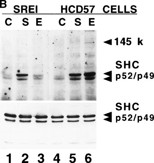 Fig. 4. Effect of EPO and SCF on tyrosine protein phosphorylation in HCD57 cell and HCD57-SREI cells. (A) HCD57 cells deprived of EPO overnight (lanes A, B, C) or HCD57-SREI cells cultured without EPO (lanes D, E, F) were left untreated (A, D) or treated with 10 U EPO/mL for 10 minutes (B, E) or 100 ng SCF/mL for 10 minutes (C, F). The cells were then rapidly chilled in an ice bath, a detergent lysate was prepared, and phosphotyrosine containing proteins were immunoprecipitated with a polyclonal anti-Tyr(P) antibody. The immunoprecipitated proteins were then run on SDS-polyacrylamide gel electrophoresis, Western blotted, and probed with a monoclonal anti-Tyr(P) antibody (top panel) and then stripped of bound antibody and reprobed with an anti-JAK2 antiserum (bottom panel). Bands were visualized with ECL. (B) SHC protein tyrosine phosphorylation in HCD57-SREI cells (lanes 1 through 3) and HCD57 cells (lanes 4 through 6). The cells were treated with nothing (lanes 1 and 4), SCF (lanes 2 and 5), and EPO (lanes 3 and 6) as described above and SHC proteins were immunoprecipitated. The Western blot was probed with anti-Tyr(P) (top panel) and then stripped of bound antibody and reprobed with anti-SHC antiserum (bottom panel). (C) MAP kinase (ERK-1) activity in HCD57 and HCD57-SREI cells. HCD57 cells were deprived of EPO overnight in IMDM containing 25% serum. Aliquots of HCD57 cells that had been deprived of EPO (lanes 1 through 4) and HCD57-SREI cell continually cultured without EPO (lanes 5 through 8) were deprived of serum for 1 hour. After this 1-hour incubation in serumless medium, either nothing (lanes 1 and 5), 1.0 U EPO/mL (lanes 2 and 6), 25% fetal calf serum (lanes 3 and 7), or a combination of 25% serum plus 1.0 U EPO/mL was added for 10 minutes at 37°C. After the 10-minute incubation, the cells were rapidly chilled in cold medium, solubilized, and the ERK-1, MAP kinase activity determined by immunoprecipitation and phosphorylation of myelin basic protein as described in Materials and Methods. (D) Constitutive STAT5 phosphorylation in HCD57-SREI cells. HCD57-SREI cells (lanes A through C, G through I) and HCD57 cells (lanes E through F, J through L) were treated with nothing (lanes A, D, G, J) or 10 U EPO/mL for either 5 minutes (lanes B, E, H, K) or 10 minutes (lanes C, F, I, L) at 37°C. Ten micrograms of total cellular extract (lanes A through F) or STAT5 immunoprecipitated from 200 μg of cellular extract (lanes G through L) were analyzed by Western blotting with anti-Tyr(P) antiserum. Molecular-weight markers and migration of proteins of interest are indicated.