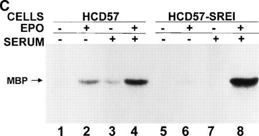 Fig. 4. Effect of EPO and SCF on tyrosine protein phosphorylation in HCD57 cell and HCD57-SREI cells. (A) HCD57 cells deprived of EPO overnight (lanes A, B, C) or HCD57-SREI cells cultured without EPO (lanes D, E, F) were left untreated (A, D) or treated with 10 U EPO/mL for 10 minutes (B, E) or 100 ng SCF/mL for 10 minutes (C, F). The cells were then rapidly chilled in an ice bath, a detergent lysate was prepared, and phosphotyrosine containing proteins were immunoprecipitated with a polyclonal anti-Tyr(P) antibody. The immunoprecipitated proteins were then run on SDS-polyacrylamide gel electrophoresis, Western blotted, and probed with a monoclonal anti-Tyr(P) antibody (top panel) and then stripped of bound antibody and reprobed with an anti-JAK2 antiserum (bottom panel). Bands were visualized with ECL. (B) SHC protein tyrosine phosphorylation in HCD57-SREI cells (lanes 1 through 3) and HCD57 cells (lanes 4 through 6). The cells were treated with nothing (lanes 1 and 4), SCF (lanes 2 and 5), and EPO (lanes 3 and 6) as described above and SHC proteins were immunoprecipitated. The Western blot was probed with anti-Tyr(P) (top panel) and then stripped of bound antibody and reprobed with anti-SHC antiserum (bottom panel). (C) MAP kinase (ERK-1) activity in HCD57 and HCD57-SREI cells. HCD57 cells were deprived of EPO overnight in IMDM containing 25% serum. Aliquots of HCD57 cells that had been deprived of EPO (lanes 1 through 4) and HCD57-SREI cell continually cultured without EPO (lanes 5 through 8) were deprived of serum for 1 hour. After this 1-hour incubation in serumless medium, either nothing (lanes 1 and 5), 1.0 U EPO/mL (lanes 2 and 6), 25% fetal calf serum (lanes 3 and 7), or a combination of 25% serum plus 1.0 U EPO/mL was added for 10 minutes at 37°C. After the 10-minute incubation, the cells were rapidly chilled in cold medium, solubilized, and the ERK-1, MAP kinase activity determined by immunoprecipitation and phosphorylation of myelin basic protein as described in Materials and Methods. (D) Constitutive STAT5 phosphorylation in HCD57-SREI cells. HCD57-SREI cells (lanes A through C, G through I) and HCD57 cells (lanes E through F, J through L) were treated with nothing (lanes A, D, G, J) or 10 U EPO/mL for either 5 minutes (lanes B, E, H, K) or 10 minutes (lanes C, F, I, L) at 37°C. Ten micrograms of total cellular extract (lanes A through F) or STAT5 immunoprecipitated from 200 μg of cellular extract (lanes G through L) were analyzed by Western blotting with anti-Tyr(P) antiserum. Molecular-weight markers and migration of proteins of interest are indicated.