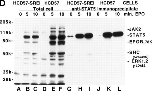 Fig. 4. Effect of EPO and SCF on tyrosine protein phosphorylation in HCD57 cell and HCD57-SREI cells. (A) HCD57 cells deprived of EPO overnight (lanes A, B, C) or HCD57-SREI cells cultured without EPO (lanes D, E, F) were left untreated (A, D) or treated with 10 U EPO/mL for 10 minutes (B, E) or 100 ng SCF/mL for 10 minutes (C, F). The cells were then rapidly chilled in an ice bath, a detergent lysate was prepared, and phosphotyrosine containing proteins were immunoprecipitated with a polyclonal anti-Tyr(P) antibody. The immunoprecipitated proteins were then run on SDS-polyacrylamide gel electrophoresis, Western blotted, and probed with a monoclonal anti-Tyr(P) antibody (top panel) and then stripped of bound antibody and reprobed with an anti-JAK2 antiserum (bottom panel). Bands were visualized with ECL. (B) SHC protein tyrosine phosphorylation in HCD57-SREI cells (lanes 1 through 3) and HCD57 cells (lanes 4 through 6). The cells were treated with nothing (lanes 1 and 4), SCF (lanes 2 and 5), and EPO (lanes 3 and 6) as described above and SHC proteins were immunoprecipitated. The Western blot was probed with anti-Tyr(P) (top panel) and then stripped of bound antibody and reprobed with anti-SHC antiserum (bottom panel). (C) MAP kinase (ERK-1) activity in HCD57 and HCD57-SREI cells. HCD57 cells were deprived of EPO overnight in IMDM containing 25% serum. Aliquots of HCD57 cells that had been deprived of EPO (lanes 1 through 4) and HCD57-SREI cell continually cultured without EPO (lanes 5 through 8) were deprived of serum for 1 hour. After this 1-hour incubation in serumless medium, either nothing (lanes 1 and 5), 1.0 U EPO/mL (lanes 2 and 6), 25% fetal calf serum (lanes 3 and 7), or a combination of 25% serum plus 1.0 U EPO/mL was added for 10 minutes at 37°C. After the 10-minute incubation, the cells were rapidly chilled in cold medium, solubilized, and the ERK-1, MAP kinase activity determined by immunoprecipitation and phosphorylation of myelin basic protein as described in Materials and Methods. (D) Constitutive STAT5 phosphorylation in HCD57-SREI cells. HCD57-SREI cells (lanes A through C, G through I) and HCD57 cells (lanes E through F, J through L) were treated with nothing (lanes A, D, G, J) or 10 U EPO/mL for either 5 minutes (lanes B, E, H, K) or 10 minutes (lanes C, F, I, L) at 37°C. Ten micrograms of total cellular extract (lanes A through F) or STAT5 immunoprecipitated from 200 μg of cellular extract (lanes G through L) were analyzed by Western blotting with anti-Tyr(P) antiserum. Molecular-weight markers and migration of proteins of interest are indicated.