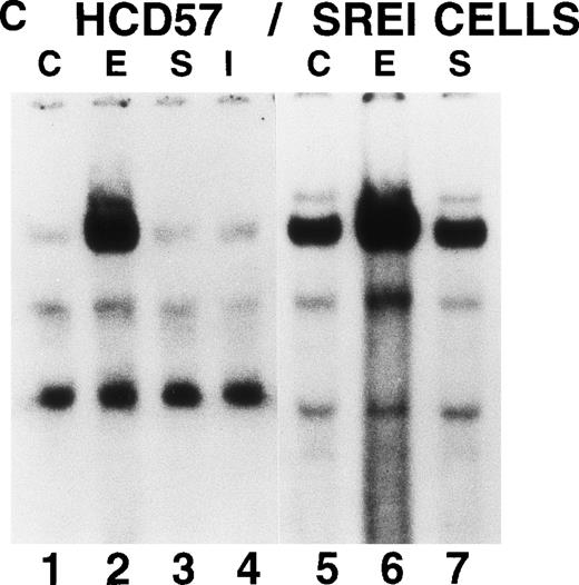 Fig. 5. Characterization of nuclear extracts made from EPO- and SCF-treated HCD57 (lanes 1 through 4) and HCD57-SREI cells (lanes 5 through 7). Cells (2 × 107) were treated with nothing (lanes 1 and 5), EPO (10 U/mL) (lanes 2 and 6), interferon-γ (5 ng/mL) (lane 4), or SCF (100 ng/mL) (lanes 3 and 6) for 10 minutes at 37°C. The immunoblot was probed with MoAb to STAT5 (A) and reprobed with MoAbs to PY (B). The 95K arrows mark the molecular weight and position where the STAT5 proteins migrate on the gel. (C) Mobility-shift assays of the PIE binding nuclear proteins from EPO and SCF treatment. Nuclear protein preparation and gel shift analyses with the PIE sequence were performed as previously described.11 Nuclear protein (20 μg) from control (C) lanes 1 and 5, and EPO-treated extracts (lanes 2 and 6) and SCF-treated cells (lanes 3 and 7) were incubated with the radiolabeled oligonucleotide, and shifted bands were visualized by autoradiography. Only upon a very dark exposure can a minor band below the position of the major band be seen that arises from STAT1 binding in either EPO- or interferon-treated HCD57 cells. The HCD57 cells seem to be very unresponsive to interferon-γ compared with primary erythroid cells. (D) Super-shift analysis shows that STAT5A/B heterodimers are the constitutively active DNA-binding proteins. The cells were treated as before, or left untreated and the gel mobility shift assay was performed as above except that either anti-STAT1, anti-STAT3, anti-STAT5A, or anti-STAT5B were preincubated for 15 minutes on ice with the nuclear extracts before the addition of the radiolabeled PIE DNA. The bar indicates the supershift of DNA binding that occurred with either anti-STAT5A or anti-STAT5B antisera. The deduced positions of apparent shifts resulting from either STAT5A:STAT5B heterodimers (STAT5A:B), STAT5A homodimers (STAT5A:A), or STAT5B homodimers (STAT5B:B) are indicated by arrows.
