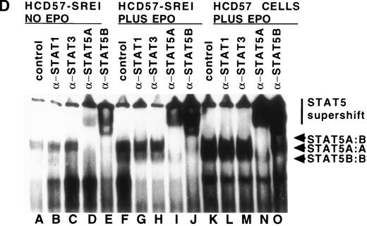 Fig. 5. Characterization of nuclear extracts made from EPO- and SCF-treated HCD57 (lanes 1 through 4) and HCD57-SREI cells (lanes 5 through 7). Cells (2 × 107) were treated with nothing (lanes 1 and 5), EPO (10 U/mL) (lanes 2 and 6), interferon-γ (5 ng/mL) (lane 4), or SCF (100 ng/mL) (lanes 3 and 6) for 10 minutes at 37°C. The immunoblot was probed with MoAb to STAT5 (A) and reprobed with MoAbs to PY (B). The 95K arrows mark the molecular weight and position where the STAT5 proteins migrate on the gel. (C) Mobility-shift assays of the PIE binding nuclear proteins from EPO and SCF treatment. Nuclear protein preparation and gel shift analyses with the PIE sequence were performed as previously described.11 Nuclear protein (20 μg) from control (C) lanes 1 and 5, and EPO-treated extracts (lanes 2 and 6) and SCF-treated cells (lanes 3 and 7) were incubated with the radiolabeled oligonucleotide, and shifted bands were visualized by autoradiography. Only upon a very dark exposure can a minor band below the position of the major band be seen that arises from STAT1 binding in either EPO- or interferon-treated HCD57 cells. The HCD57 cells seem to be very unresponsive to interferon-γ compared with primary erythroid cells. (D) Super-shift analysis shows that STAT5A/B heterodimers are the constitutively active DNA-binding proteins. The cells were treated as before, or left untreated and the gel mobility shift assay was performed as above except that either anti-STAT1, anti-STAT3, anti-STAT5A, or anti-STAT5B were preincubated for 15 minutes on ice with the nuclear extracts before the addition of the radiolabeled PIE DNA. The bar indicates the supershift of DNA binding that occurred with either anti-STAT5A or anti-STAT5B antisera. The deduced positions of apparent shifts resulting from either STAT5A:STAT5B heterodimers (STAT5A:B), STAT5A homodimers (STAT5A:A), or STAT5B homodimers (STAT5B:B) are indicated by arrows.
