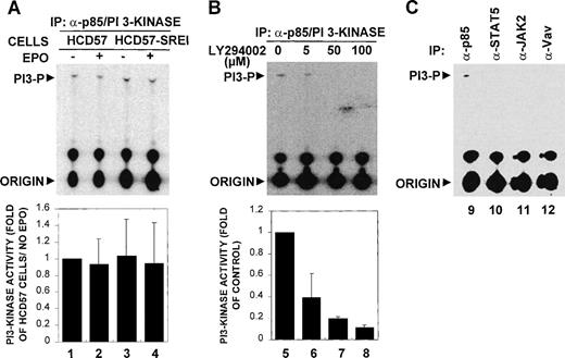 Fig. 7. PI 3-kinase was constitutively activated in HCD57 and HCD57-SREI cells. (A) Analysis of PI 3-kinase activity in HCD57 and HCD57-SREI cells. (Top panel, A) 3 × 106 HCD57 (lanes 1 and 2) and HCD57-SREI (lanes 3 and 4) cells were deprived of EPO overnight and treated with 10 U/mL EPO (lanes 2 and 4) for 5 minutes or left untreated (lanes 1 and 3). Cells were lysed and immunoprecipitated by anti-p85 subunit of PI 3-kinase antibody, and the precipitates were assayed for PI3-kinase activity as described in Materials and Methods. The positions of the PI 3-phosphate product (PI3-P) and the origin are indicated. (B) Inhibition of in vitro PI3-kinase activity by LY294002. (Top panel, B) HCD57 cells were deprived of EPO overnight and treated with EPO for 5 minutes. Immunoprecipitates were prepared from HCD-57 cells as described previously. PI 3-kinase assay was performed in the presence of various concentrations of LY294002 (lanes 5 through 8) as indicated. (Bottom panels, A and B) PI 3-kinase activities were quantified and the results were expressed as fold activity compared to the activity of HCD57 cells not treated with EPO. Data are means ± SD from three independent experiments. (C) Analysis of PI 3-kinase activity in different immunoprecipitates. Cell lysates were prepared from HCD-57 cells cultured in normal medium and immunoprecipitated by anti-p85 subunit of PI 3-kinase (lane 9), anti-JAK2 (lane 10), anti-STAT5 (lane 11), or anti-Vav (lane 12) antibodies. The precipitates were assayed for PI 3-kinase activity as described in Materials and Methods. The positions of the PI3-phosphate product (PI3-P) and the origin are indicated.