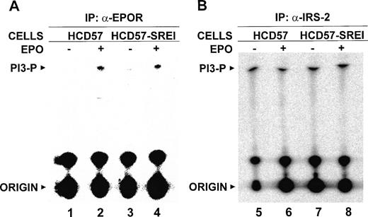 Fig. 8. PI 3-kinase activity associates with the EPOR and IRS-2. (A) HCD57 (lanes 1 and 2) and HCD57-SREI (lanes 3 and 4) cells were deprived of EPO overnight and treated with 10 U/mL EPO (lanes 2 and 4) for 5 minutes or left untreated (lanes 1 and 3). Cells were lysed and immunoprecipitated by anti-EPOR antiserum, and the precipitates were assayed for PI3-kinase activity as described in Materials and Methods. The positions of the PI3-phosphate product (PI3-P) and the origin are indicated. (B) HCD57 (lanes 5 and 6) and HCD57-SREI (lanes 7 and 8) cells were deprived of EPO overnight and treated with 10 U/mL EPO (lanes 6 and 8) for 5 minutes or left untreated (lanes 5 and 7). Cells were lysed and immunoprecipitated by anti–IRS-2 antibody, and the precipitates were assayed for PI3-kinase activity as described in Materials and Methods. The positions of the PI3-phosphate product (PI3-P) and the origin are indicated.