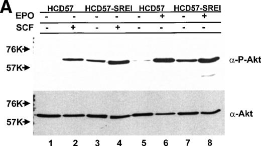 Fig. 10. PKB/Akt activity is constitutive in HCD57-SREI cells but activity is induced by EPO and SCF in HCD57 cells. (Top, A) HCD57 cells deprived of EPO overnight (lanes 1, 2, 5, 6) or HCD57-SREI cells cultured without EPO (lanes 3, 4, 7, 8) were left untreated (1, 3, 5, 7) or treated with 10 U EPO/mL for 5 minutes (lanes 6, 8) or 100 ng SCF/mL for 5 minutes (lanes 2, 4). Cell lysates were prepared and subjected to Western blot analysis as described in Materials and Methods. The blot was probed with anti-phospho-PKB/Akt antibody (top panel). After being stripped, the blot was reprobed with a general anti-PKB/Akt antibody that recognizes all forms of the protein (bottom panel). (B) Time course of EPO and SCF-induced PKB/Akt activation. HCD57 cells deprived of EPO overnight were left untreated (lanes 1, 5) or treated with 10 U EPO/mL (lanes 2 through 4) or 100 ng SCF/mL (lanes 6 through 8) for indicated time periods. Cell lysates were prepared and subjected to Western blot analysis as described in Materials and Methods. The blot was probed with anti-phospho-PKB/Akt antibody (top panel). After being stripped, the blot was reprobed with the general anti-PKB/Akt antibody used above (bottom panel). (C) PI3-kinase inhibitor blocked EPO-induced PKB/Akt phosphorylation in HCD57-SREI cells. HCD57-SREI cells cultured without EPO were left untreated (lanes 1, 7), pretreated with DMSO (lanes 2, 8), or pretreated with LY294002 (lanes 3 through 6, 9 through 12) at the indicated concentration for 4 hours. Then cells were left untreated (lanes 1 through 6) or treated with 10 U EPO/mL for 5 minutes (lanes 7 through 12). Cell lysates were prepared and subjected to Western blot analysis as described in Materials and Methods. The blot was probed with anti-phospho-PKB/Akt antibody (top panel). The blot was stripped of the phospho-specific antibody and reprobed with an antibody that recognizes both phosphorylated and nonphosphophorylated PKB/Akt to verify equal loading (bottom panel).