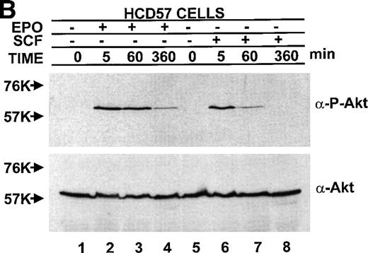 Fig. 10. PKB/Akt activity is constitutive in HCD57-SREI cells but activity is induced by EPO and SCF in HCD57 cells. (Top, A) HCD57 cells deprived of EPO overnight (lanes 1, 2, 5, 6) or HCD57-SREI cells cultured without EPO (lanes 3, 4, 7, 8) were left untreated (1, 3, 5, 7) or treated with 10 U EPO/mL for 5 minutes (lanes 6, 8) or 100 ng SCF/mL for 5 minutes (lanes 2, 4). Cell lysates were prepared and subjected to Western blot analysis as described in Materials and Methods. The blot was probed with anti-phospho-PKB/Akt antibody (top panel). After being stripped, the blot was reprobed with a general anti-PKB/Akt antibody that recognizes all forms of the protein (bottom panel). (B) Time course of EPO and SCF-induced PKB/Akt activation. HCD57 cells deprived of EPO overnight were left untreated (lanes 1, 5) or treated with 10 U EPO/mL (lanes 2 through 4) or 100 ng SCF/mL (lanes 6 through 8) for indicated time periods. Cell lysates were prepared and subjected to Western blot analysis as described in Materials and Methods. The blot was probed with anti-phospho-PKB/Akt antibody (top panel). After being stripped, the blot was reprobed with the general anti-PKB/Akt antibody used above (bottom panel). (C) PI3-kinase inhibitor blocked EPO-induced PKB/Akt phosphorylation in HCD57-SREI cells. HCD57-SREI cells cultured without EPO were left untreated (lanes 1, 7), pretreated with DMSO (lanes 2, 8), or pretreated with LY294002 (lanes 3 through 6, 9 through 12) at the indicated concentration for 4 hours. Then cells were left untreated (lanes 1 through 6) or treated with 10 U EPO/mL for 5 minutes (lanes 7 through 12). Cell lysates were prepared and subjected to Western blot analysis as described in Materials and Methods. The blot was probed with anti-phospho-PKB/Akt antibody (top panel). The blot was stripped of the phospho-specific antibody and reprobed with an antibody that recognizes both phosphorylated and nonphosphophorylated PKB/Akt to verify equal loading (bottom panel).