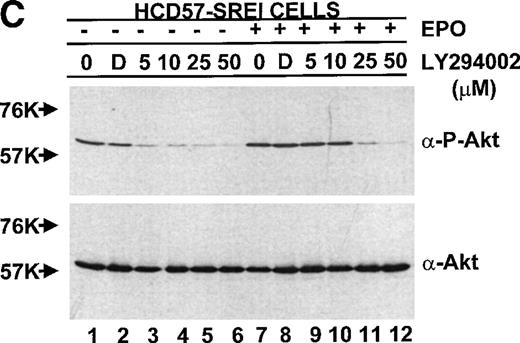 Fig. 10. PKB/Akt activity is constitutive in HCD57-SREI cells but activity is induced by EPO and SCF in HCD57 cells. (Top, A) HCD57 cells deprived of EPO overnight (lanes 1, 2, 5, 6) or HCD57-SREI cells cultured without EPO (lanes 3, 4, 7, 8) were left untreated (1, 3, 5, 7) or treated with 10 U EPO/mL for 5 minutes (lanes 6, 8) or 100 ng SCF/mL for 5 minutes (lanes 2, 4). Cell lysates were prepared and subjected to Western blot analysis as described in Materials and Methods. The blot was probed with anti-phospho-PKB/Akt antibody (top panel). After being stripped, the blot was reprobed with a general anti-PKB/Akt antibody that recognizes all forms of the protein (bottom panel). (B) Time course of EPO and SCF-induced PKB/Akt activation. HCD57 cells deprived of EPO overnight were left untreated (lanes 1, 5) or treated with 10 U EPO/mL (lanes 2 through 4) or 100 ng SCF/mL (lanes 6 through 8) for indicated time periods. Cell lysates were prepared and subjected to Western blot analysis as described in Materials and Methods. The blot was probed with anti-phospho-PKB/Akt antibody (top panel). After being stripped, the blot was reprobed with the general anti-PKB/Akt antibody used above (bottom panel). (C) PI3-kinase inhibitor blocked EPO-induced PKB/Akt phosphorylation in HCD57-SREI cells. HCD57-SREI cells cultured without EPO were left untreated (lanes 1, 7), pretreated with DMSO (lanes 2, 8), or pretreated with LY294002 (lanes 3 through 6, 9 through 12) at the indicated concentration for 4 hours. Then cells were left untreated (lanes 1 through 6) or treated with 10 U EPO/mL for 5 minutes (lanes 7 through 12). Cell lysates were prepared and subjected to Western blot analysis as described in Materials and Methods. The blot was probed with anti-phospho-PKB/Akt antibody (top panel). The blot was stripped of the phospho-specific antibody and reprobed with an antibody that recognizes both phosphorylated and nonphosphophorylated PKB/Akt to verify equal loading (bottom panel).