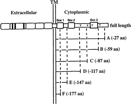 Fig. 1. Structures of full-length and mutant G-CSFR introduced into WEHI-3B D+ and LGM-1 cells by electroporation. The mutant G-CSFRs are designated by the letters of the alphabet (A, B, C, D, E, and F) and their degrees of truncation from the C-terminus of the cytoplasmic domain are illustrated. The cytokine receptor superfamily homology regions (Box 1, Box 2, and Box 3) are represented by boxes, and the four tyrosine residues (Tyr703, Tyr728, Tyr743, and Tyr763) in the murine G-CSFR cytoplasmic domain are indicated by “Y.” Amino acids are denoted by aa.