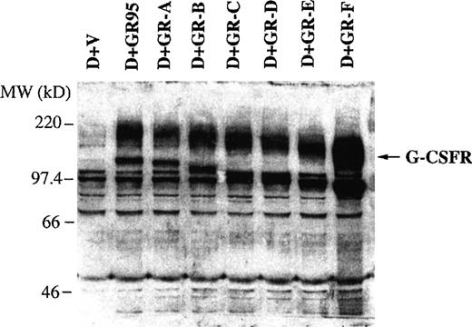 Fig. 2. Expression of full-length and mutant G-CSFR proteins in transfected WEHI-3B D+ cells. Full-length and mutant G-CSFR protein expression in vector-transfected cells (D+V), full-length G-CSFR–transfected cells (D+GR95), and truncated G-CSFR–transfected cells (D+GR-A, D+GR-B, D+GR-C, D+GR-D, D+GR-E, and D+GR-F) were detected by Western blotting using rabbit polyclonal antibody against the murine G-CSFR extracellular domain.