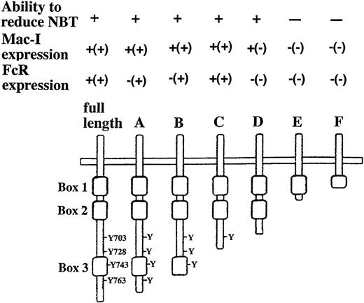 Fig. 5. Summary of the effects of the expression of full-length and mutant G-CSFRs on the capacity to differentiate in response to G-CSF in WEHI-3B D+ or LGM-1 (indicated by brackets) cells. The critical regions of the G-CSFR cytoplasmic domain that are involved in the induction of three functional markers of mature neutrophils after G-CSF treatment are illustrated. The mutant G-CSFRs with deletions of 27, 59, 87, 117, 147, and 177 amino acids from the C-terminus of the cytoplasmic domain are designated by the letters of the alphabet A, B, C, D, E, and F, respectively. The cytokine receptor superfamily homology regions (Box 1, Box 2, and Box 3) are represented by boxes, and the four tyrosine residues (Tyr703, Tyr728, Tyr743, and Tyr763) in the murine G-CSFR cytoplasmic domain are indicated by “Y.”