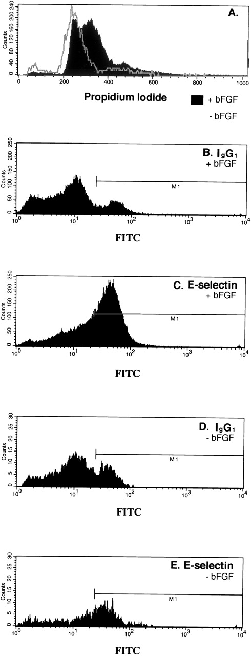 Fig. 3. Increased E-selectin in bFGF-stimulated HDMECs. Cells were serum-starved and bFGF-starved for 24 hours, trypsinized, and replated at subconfluent density in the absence (gray line) or presence of 2 ng/mL bFGF (solid black region) for 46 hours, and then analyzed by flow cytometry for cell-cycle distribution (A) and E-selectin expression (C and E). Nonspecific antibody binding was measured using isotype-matched control IgG1 (B and D). Forty-six percent of the cells were E-selectin–positive (C) and 27% were positive (E).