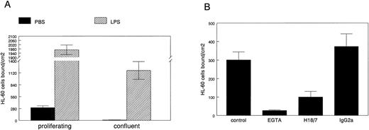 Fig. 5. HL-60 cell adhesion to HDMEC. HL-60 cell adhesion to endothelial cells treated for 5 hours with PBS (solid bars) or with 0.2 μg/mL LPS (hatched bars) was measured in HDMEC 3 days (proliferating) or 7 days (confluent) after trypsin passage (A). (B) HL-60 adhesion to proliferating HDMEC was measured in presence of 2.5 mmol/L EGTA, 20 μg/mL anti–E-selectin MoAb H18/7, or an isotype-matched IgG2a control MoAb. Cells bound ± SEM was calculated from 10 randomly selected fields.