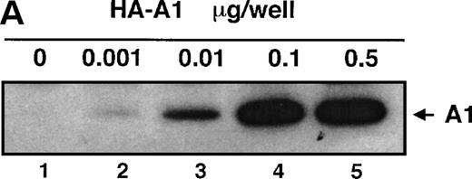 Fig. 1. A1 expression inhibits E-selectin, IL-8, and IκB reporter activity. (A) Western blot analysis of A1 expressing BAEC. A1 protein was detected using anti-HA antibody at the expected molecular weight of 20 kD, with as little as 0.001 μg (lane 2) of transfected HA-A1 expression plasmid and expression was near optimal with 0.1 μg (lane 4) (B) BAEC were transfected with the HA-A1 expression plasmid titrated (0, 1 ng, 10 ng, 0.1 μg, or 0.5 μg) with pcDNA3 to equal 0.5 μg of DNA together with the E-selectin (0.7 μg) and β-gal (0.3 μg) reporters. Forty-eight hours after transfection, cells were stimulated with either TNF (100 U/mL) (lanes 6 through 10) or LPS (100 ng/mL) (lanes 11 through 15) for 7 hours. Results are given in relative light units. Data shown are representative of six experiments. Error bars are ± SE (C and D) BAEC were transfected with 0.5 μg of the HA-A1 expression plasmid together with the IL-8 or IκB (0.7 μg) and β-gal (0.3 μg) reporters. BAEC were then stimulated with TNF (100 U/mL) (lanes 3 through 4) or LPS (100 ng/mL) (lanes 5 through 6). Results are given in relative light units. Data shown are representative of three experiments.