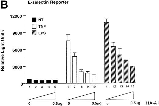 Fig. 1. A1 expression inhibits E-selectin, IL-8, and IκB reporter activity. (A) Western blot analysis of A1 expressing BAEC. A1 protein was detected using anti-HA antibody at the expected molecular weight of 20 kD, with as little as 0.001 μg (lane 2) of transfected HA-A1 expression plasmid and expression was near optimal with 0.1 μg (lane 4) (B) BAEC were transfected with the HA-A1 expression plasmid titrated (0, 1 ng, 10 ng, 0.1 μg, or 0.5 μg) with pcDNA3 to equal 0.5 μg of DNA together with the E-selectin (0.7 μg) and β-gal (0.3 μg) reporters. Forty-eight hours after transfection, cells were stimulated with either TNF (100 U/mL) (lanes 6 through 10) or LPS (100 ng/mL) (lanes 11 through 15) for 7 hours. Results are given in relative light units. Data shown are representative of six experiments. Error bars are ± SE (C and D) BAEC were transfected with 0.5 μg of the HA-A1 expression plasmid together with the IL-8 or IκB (0.7 μg) and β-gal (0.3 μg) reporters. BAEC were then stimulated with TNF (100 U/mL) (lanes 3 through 4) or LPS (100 ng/mL) (lanes 5 through 6). Results are given in relative light units. Data shown are representative of three experiments.