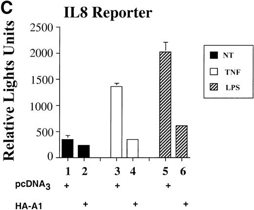Fig. 1. A1 expression inhibits E-selectin, IL-8, and IκB reporter activity. (A) Western blot analysis of A1 expressing BAEC. A1 protein was detected using anti-HA antibody at the expected molecular weight of 20 kD, with as little as 0.001 μg (lane 2) of transfected HA-A1 expression plasmid and expression was near optimal with 0.1 μg (lane 4) (B) BAEC were transfected with the HA-A1 expression plasmid titrated (0, 1 ng, 10 ng, 0.1 μg, or 0.5 μg) with pcDNA3 to equal 0.5 μg of DNA together with the E-selectin (0.7 μg) and β-gal (0.3 μg) reporters. Forty-eight hours after transfection, cells were stimulated with either TNF (100 U/mL) (lanes 6 through 10) or LPS (100 ng/mL) (lanes 11 through 15) for 7 hours. Results are given in relative light units. Data shown are representative of six experiments. Error bars are ± SE (C and D) BAEC were transfected with 0.5 μg of the HA-A1 expression plasmid together with the IL-8 or IκB (0.7 μg) and β-gal (0.3 μg) reporters. BAEC were then stimulated with TNF (100 U/mL) (lanes 3 through 4) or LPS (100 ng/mL) (lanes 5 through 6). Results are given in relative light units. Data shown are representative of three experiments.