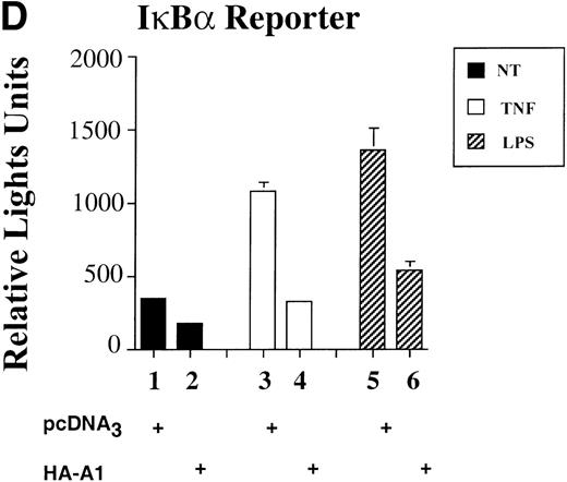 Fig. 1. A1 expression inhibits E-selectin, IL-8, and IκB reporter activity. (A) Western blot analysis of A1 expressing BAEC. A1 protein was detected using anti-HA antibody at the expected molecular weight of 20 kD, with as little as 0.001 μg (lane 2) of transfected HA-A1 expression plasmid and expression was near optimal with 0.1 μg (lane 4) (B) BAEC were transfected with the HA-A1 expression plasmid titrated (0, 1 ng, 10 ng, 0.1 μg, or 0.5 μg) with pcDNA3 to equal 0.5 μg of DNA together with the E-selectin (0.7 μg) and β-gal (0.3 μg) reporters. Forty-eight hours after transfection, cells were stimulated with either TNF (100 U/mL) (lanes 6 through 10) or LPS (100 ng/mL) (lanes 11 through 15) for 7 hours. Results are given in relative light units. Data shown are representative of six experiments. Error bars are ± SE (C and D) BAEC were transfected with 0.5 μg of the HA-A1 expression plasmid together with the IL-8 or IκB (0.7 μg) and β-gal (0.3 μg) reporters. BAEC were then stimulated with TNF (100 U/mL) (lanes 3 through 4) or LPS (100 ng/mL) (lanes 5 through 6). Results are given in relative light units. Data shown are representative of three experiments.