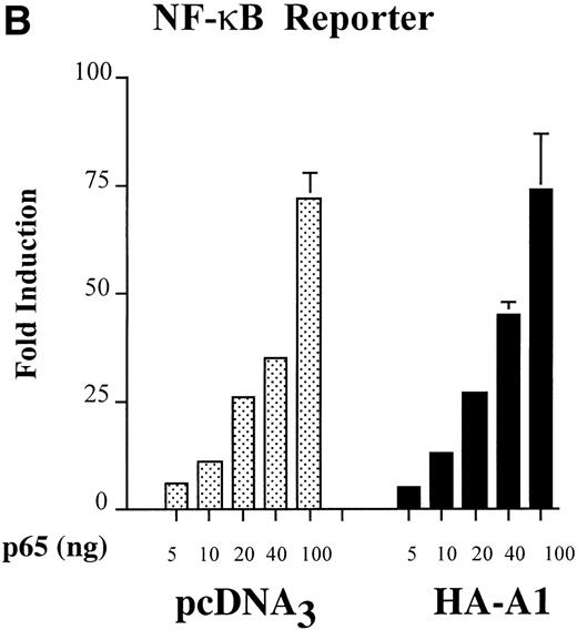 Fig. 2. A1 inhibits NF-κB reporter activity. (A) Inhibition is upstream of p65-mediated transactivation, (B) and is comparable to that achieved with Bcl-2; (C) A1 expression does not inhibit the NF-κB–independent reporter, HIV-▵κB CAT (D). (A) BAEC were transfected with the HA-A1 expression plasmid titrated (0, 1 ng, 10 ng, 0.1 μg, or 0.5 μg) with pcDNA3 to equal 0.5 μg of DNA together with the NF-κB (0.7 μg) and β-gal (0.3 μg) reporters. Forty-eight hours after transfection, cells were stimulated with either TNF (100 U/mL) (lanes 6 through 10) or LPS (100 ng/mL) (lanes 11 through 15) for 7 hours. Data shown are representative of six experiments. (B) BAEC were cotransfected with 0.5 μg of pcDNA3 or HA-A1 expression plasmid along with NF-κB reporter (0.7 μg), β-gal reporter (0.3 μg) and in the presence of increasing amounts of p65 expression plasmid ranging from 0 to 100 ng. Data shown represent the fold induction of the NF-κB reporter luciferase activity by increasing amount of cotransfected p65. Data shown are representative of three experiments performed. (C) BAEC were cotransfected with 0.5 μg of pAC or murine Bcl-2 expression plasmid along with NF-κB reporter (0.7 μg), β-gal reporter (0.3 μg), and increasing amounts of p65 expression plasmid ranging from 0 to 100 ng. Data shown represent the fold induction of the NF-κB reporter luciferase activity by increasing amount of cotransfected p65. Data shown are representative of two experiments performed. (D) BAEC were cotransfected with 0.5 μg of pcDNA3 or HA-A1 together with 0.6 μg of an HIV-▵κB CAT reporter in the absence (−) or presence of 0.2 μg (+) of the viral protein c-Tat. Results are given in cpm ± SE. All error bars are ± SE. Data shown are representative of three experiments performed.