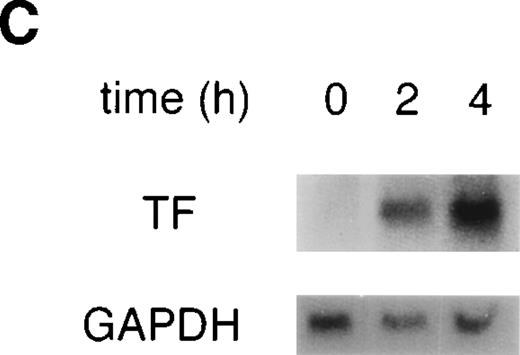 Fig. 1. VEGF upregulates TF activity and mRNA in HUVEC. (A) VEGF induces TF activity in a dose-dependent manner. TF activity equivalents were determined in a one-stage clotting assay. Incubation of cells with increasing concentrations of VEGF in the range of 0.125 to 5 nmol/L for 4 hours. (B) Incubation with 1.25 nmol/L VEGF for 0.5 , 1, 2, 4, and 6 hours. For comparison, kinetics of TF induction by TNF- (100 U/mL) is shown. Each value is the mean ± SD of triplicate in one experiment representative of five performed with similar results. (C) VEGF upregulates TF mRNA in HUVEC: Northern blot analysis of total RNA (20 μg) extracted from unstimulated cells and cells treated with VEGF for 2 and 4 hours. This experiment is representative of two experiments done with similar results.