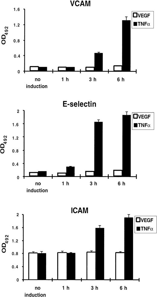 Fig. 2. VEGF does not upregulate adhesion molecule expression on the surface of endothelial cells. Cell ELISA was performed with anti–VCAM-1, anti–E-selectin, and anti–ICAM-1 antibodies. HUVEC were treated by TNF- (100 U/mL) or VEGF (1.25 nmol/L) for 1, 3, and 6 hours. Each value is the mean ± SD of triplicate in one experiment representative of three performed with similar results.