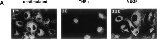 Fig. 3. NFκB is not induced by VEGF. (A) Immunofluorescence staining of p65 (NFκB subunit) in unstimulated (I), TNF-–treated (II), or VEGF-treated (III) HUVEC. TNF- (100 U/mL) and VEGF (1.25 nmol/L) were added for 1 hour before cell fixation. Scale bar, 25 μmol/L. (B) Electophoretic mobility shift assay with oligonucleotides containing the NFκB recognition sites from the TF and Ig promoters. Nuclear extracts were prepared from unstimulated HUVEC and cells induced for 1 hour with VEGF (1.25 nmol/L) or TNF- (100 U/mL). These data are representative of three experiments performed with similar results.