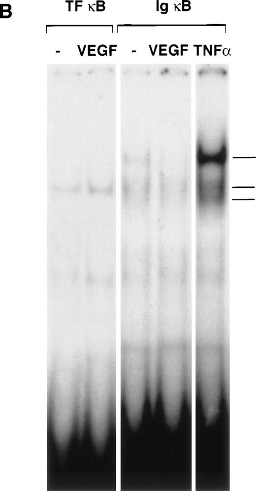 Fig. 3. NFκB is not induced by VEGF. (A) Immunofluorescence staining of p65 (NFκB subunit) in unstimulated (I), TNF-–treated (II), or VEGF-treated (III) HUVEC. TNF- (100 U/mL) and VEGF (1.25 nmol/L) were added for 1 hour before cell fixation. Scale bar, 25 μmol/L. (B) Electophoretic mobility shift assay with oligonucleotides containing the NFκB recognition sites from the TF and Ig promoters. Nuclear extracts were prepared from unstimulated HUVEC and cells induced for 1 hour with VEGF (1.25 nmol/L) or TNF- (100 U/mL). These data are representative of three experiments performed with similar results.