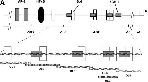 Fig. 5. (A) Transcription factor binding elements within the region of −230 to −50 bp of the human TF promoter. The start site of transcription is indicated by an arrow. Numbering is from the human TF sequence as given in Mackman et al.59 Oligonucleotides spanning the EGR-1/Sp1 sites (designated OL1 to OL6) were used in electrophoretic mobility shift assays. (B) Binding of nuclear proteins to the GC-rich region. Oligonucleotides OL1 to OL6 were radiolabeled and incubated with nuclear extracts from uninduced cells (−) and cells stimulated with VEGF (+) for 1 hour. Protein-DNA complexes I, II, III, and IV are indicated; ns, nonspecific binding. OL4 and OL6 showed identical protein/DNA complexes. Shown is one experiment that is representative of four experiments with similar results.
