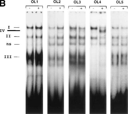 Fig. 5. (A) Transcription factor binding elements within the region of −230 to −50 bp of the human TF promoter. The start site of transcription is indicated by an arrow. Numbering is from the human TF sequence as given in Mackman et al.59 Oligonucleotides spanning the EGR-1/Sp1 sites (designated OL1 to OL6) were used in electrophoretic mobility shift assays. (B) Binding of nuclear proteins to the GC-rich region. Oligonucleotides OL1 to OL6 were radiolabeled and incubated with nuclear extracts from uninduced cells (−) and cells stimulated with VEGF (+) for 1 hour. Protein-DNA complexes I, II, III, and IV are indicated; ns, nonspecific binding. OL4 and OL6 showed identical protein/DNA complexes. Shown is one experiment that is representative of four experiments with similar results.
