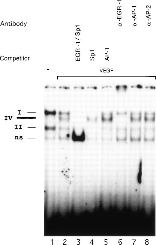 Fig. 6. Identification of the VEGF-induced factor binding to OL6. Radioactively labeled OL6 was incubated with nuclear extracts from unstimulated cells (lane 1) and cells treated with VEGF (lanes 2 to 8) in the absence or presence of unlabeled oligonucleotides and specific antibodies. The Sp1 (complexes I and II), VEGF-induced (complex IV), and nonspecific (ns) protein/DNA complexes are indicated. VEGF-stimulated extracts were analyzed by competition with a 100-fold molar excess of unlabeled oligonucleotides OL6 (lane 3), OL1 (lane 4), or AP-1 (see Materials and Methods, lane 5). Supershift experiments were performed using 3 μL of anti–EGR-1 (lane 6), anti–AP-1 (lane 7), or anti–AP-2 (lane 8) antibodies. Shown is one experiment that is representative of three experiments with similar results.
