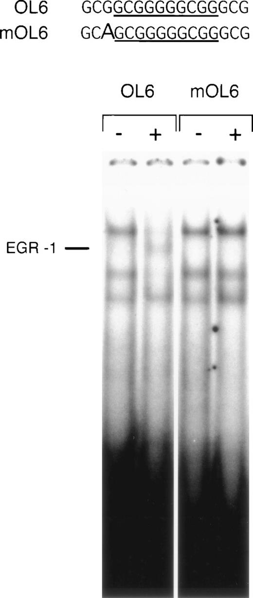 Fig. 8. A point mutation 5′ to the EGR-1 consensus site abrogates EGR-1 binding. Sequences of the wild-type (OL6) and mutant (mOL6) are shown at the top. The consensus EGR-1 site is underlined and the G → A substitution is indicated by a bold letter. Nuclear extracts from unstimulated (−) and VEGF-stimulated (+) cells were incubated with radiolabeled OL6 or mOL6. The position of the EGR-1 complex is indicated. Shown is one experiment that is representative of three experiments with similar results.