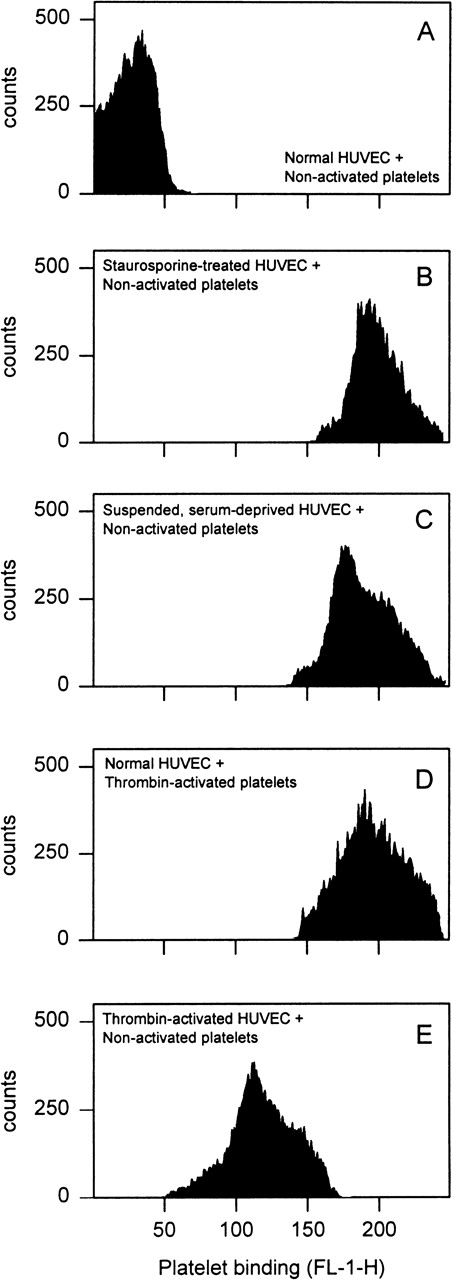 Fig. 1. Platelet binding to HUVEC. Nonactivated or thrombin-activated, washed, and calcein-loaded platelets were allowed to adhere to normal, apoptotic or thrombin-stimulated HUVEC for 20 minutes. Apoptosis was induced either by staurosporine or by suspending cells with serum deprivation. Platelet binding was then determined by flow cytometry to exclude involvement of subendothelial matrix proteins. Binding is expressed as the median fluorescence (FL-1-H) of the entire HUVEC population. Apoptotic HUVEC bound nonactivated platelets as effective as normal HUVEC bound thrombin-activated platelets. A representative experiment of three performed is shown.
