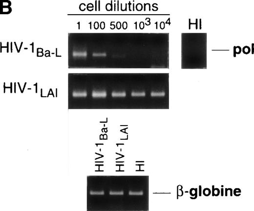 Fig. 4. Permissivity of mature DC to HIV. (A) Expression of HIV coreceptors: Culture day 8 sorted CD1a+ DC were cultured for 48 hours under standard conditions, with or without CD40LT, and labeled with FITC-CCR5 or PE-CXCR4 MoAbs; solid histograms: labeling with an irrelevant MoAb; open histograms: staining by the relevant MoAb; representative data of one of four experiments. (B) Nested PCR detection of viral DNA in HIV-infected mature DC: DC that had been cultured for 48 hours with GM-CSF/TNF-/IL-4 and CD40LT were exposed to HIV-1Ba-L or HIV-1LAI; cell lysates were prepared 48 hours PI. Comparative endpoint dilution analysis was performed as in Fig 2; results of one experiment of five.