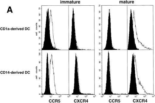 Fig. 7. HIV infection of DC derived from CD1a+CD14− or CD1a−CD14+ precursors. (A) Expression of HIV coreceptors by immature and mature DC of either population: CD1a+CD14− and CD1a−CD14+ DC precursors sorted on day 5 were cultured for 48 hours with SCF/FL/GM-CSF/TNF-/IL-4 with or without CD40LT, and labeled with FITC-CCR5 or PE-CXCR4 MoAbs; open and solid histograms are as in Fig 4A; representative composite results from two experiments of five. (B) Immature DC derived from either sorted CD1a+ CD14− (□) or CD1a−CD14+ (○) precursors were cultured for 48 hours under the standard condition before exposure to HIV-1Ba-L, the production of which is expressed as geometric mean ± SD ng p24/105 viable cells; differences were not statistically significant at any time point (n = 5).