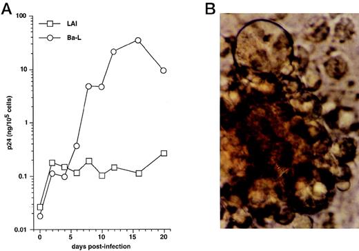 Fig. 1. HIV infection of immature DC. (A) Kinetics of p24 production: Culture day 8 sorted CD1a+ DC were exposed 1 day later to 500 TCID50 of HIV-1LAI (□) or HIV-1Ba-L (○), and further cultured with GM-CSF/TNF-/IL-4; virus production in supernatants is expressed as ng of p24/105 viable cells; p24 levels in heat-inactivated virus–exposed DC were always <0.1 ng/105 viable cells. (B) Morphologic examination of cells on day 8 PI with HIV-1Ba-L, showing that DC are involved in typical syncitia. Results of one of three experiments.