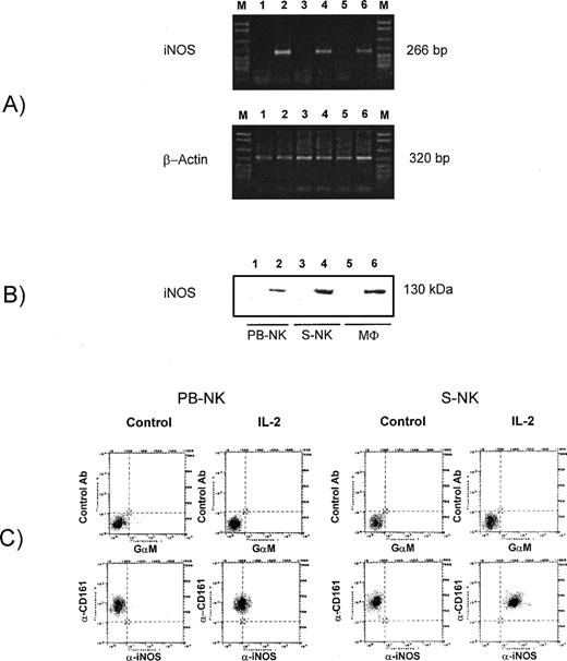 Fig. 2. Analysis of iNOS expression in PB-NK and S-NK cells. (A) Expression of iNOS mRNA in PB-NK and S-NK cells after treatment with IL-2. The mRNA of stimulated and unstimulated cells was isolated and after RT-PCR was performed with specific primers for iNOS and β-actin. Lane 1, untreated rat peritoneal macrophages; lane 2, rat peritoneal macrophages stimulated with IFN-γ plus LPS for 18 hours; lane 3, control S-NK cells; lane 4, S-NK treated with IL-2 for 96 hours; lane 5, untreated PB-NK; lane 6, PB-NK treated with IL-2 for 18 hours. Size marker: DNA molecular weight marker VI (Boehringer) (M). Data show one representative experiment of three. (B) Western blot analysis with specific anti-iNOS MoAb in 200 μg of total cell lysates obtained from PB-NK cells or S-NK. As internal control for iNOS, 50 μg of rat peritoneal macrophage lysates were loaded into the same gels. Lane 1, untreated PB-NK; lane 2, PB-NK treated with IL-2 for 18 hours, lane 3, control S-NK cells; lane 4, S-NK treated with IL-2 for 96 hours; lane 5, untreated rat peritoneal macrophages; lane 6, rat peritoneal macrophages stimulated with IFN-γ plus LPS for 18 hours. (C) iNOS expression on CD161 positive PB- and S-NK cells after treatment with IL-2 as above described. Two-color cytofluorographic analysis was performed using mouse anti-rat CD161–PE MoAb and mouse specific anti-mouse macNOS MoAb and FITC-conjugated GM. As control antibodies, anti-human CD56-PE MoAb and GM-FITC MoAb were used.