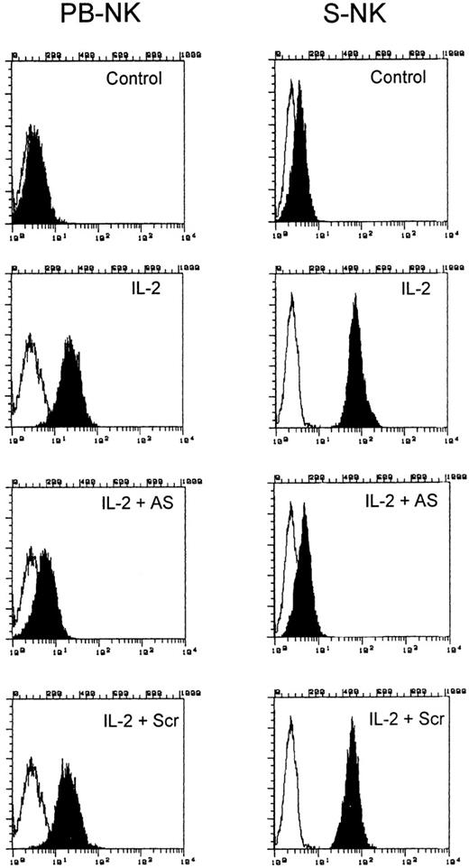 Fig. 3. Flow cytometric analysis of the expression of iNOS in PB-NK and S-NK cells treated with IL-2 in the presence or absence of iNOS-antisense. AS, antisense oligodeoxynucleotide against iNOS mRNA; Scr, scrambled oligodeoxynucleotide. Fluorescence intensity of permeabilized cells stained with an irrelevant primary antiody plus a secondary antibody was not significantly different from that incubated only with the secondary antibody (not shown). Results shown are representative of three separate experiments.
