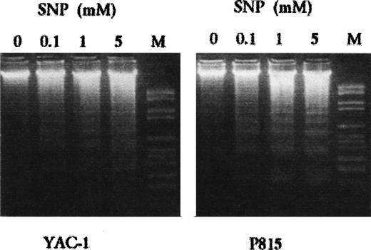 Fig. 4. SNP-induced DNA fragmentation in YAC-1 and P815 cells. The cells were incubated for 18 hours with SNP at indicated doses, after which extracted DNA was electrophoresed on 1.8% agarose gel as described in Materials and Methods.