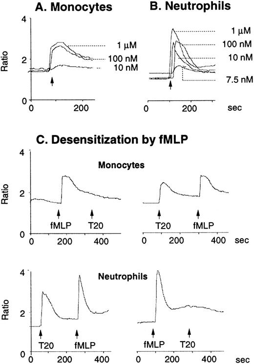 Fig. 2. Calcium (Ca2+) mobilization in phagocytes induced by T20/DP178. Human monocytes (A) or neutrophils (B) were loaded with Fura-2 and then were stimulated with T20/DP178. The ratio of fluorescence at 340 and 380 nm wavelength was recorded and calculated using the FLWinLab program. (C) Desensitization of T20/DP178 (100 nmol/L) -induced Ca2+ flux by fMLP (100 nmol/L).