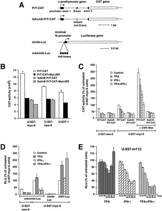 Fig. 3. Regulation of E-box–dependent promoter/reporter activity during induced differentiation of U-937 cells. (A) Schematic presentation of the reporter constructs. A detailed description of the constructs is given in Materials and Methods. (B) Repression of basal E-box–dependent PrT-CAT activity by a dominant negative c-Myc mutant. 20 × 106 cells of the indicated U-937 clones were electroporated with 20 μg of Pr-T-CAT or GalmE-PrT-CAT with or without 30 μg of pCMV-myc▵BR. CAT activity was determined 16 hours after transfection. CAT or luciferase activities (B through D) were normalized to β-gal activity by cotransfection with 20 μg hubactp/lacZ. (C) PrT-CAT activity during differentiation of U-937 clones. PrT-CAT or GalmE-PrT-CAT were electroporated with or without 5 μg of pCMV-myc as described in (B). Cells from separate electroporations were pooled and divided into aliquots, which were treated with the inducers indicated. (D) m4mintk-Luc activity during differentiation of U-937 clones. The experiment was performed as in (C). As a reference, mintk-Luc, lacking E-boxes and pCMV-Luc, which contains the luciferase gene driven by a CMV-promoter, was used. (E) Kinetics of m4mintk-Luc activity during differentiation of U-937-m112 cells. U-937-m112 is a subclone of U-937-myc-6 containing a stably integrated m4mintk-Luc construct. The cells were induced by TPA, IFN-γ, or the TPA + IFN-γ for the indicated time points and assayed for luciferase activity. The results (C through E) are presented as percentage of untreated U-937-myc-6 cells. (B-E) The data of at least three independent experiments are summarized.