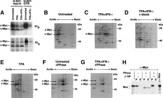 Fig. 7. TPA + IFN-γ costimulation induces modification of Myc. (A) Aliquots of untreated or stimulated U-937-myc-6 and U-937-GTB cells were in vivo labeled with 32P-orthophosphate (upper panel) or 35S-methionine (lower panel) as indicated whereafter cell lysates were immunoprecipitated with IG-13 pan-Myc antiserum. (B through G) 35S-labeled lysates of untreated (B and F), TPA + IFN-γ- (C, D, and G) or TPA stimulated (E) U-937-myc-6 cells were immunoprecipitated with IG-13 pan-Myc antibodies and analyzed by 2D-gel electrophoresis as described in Materials and Methods. In (D) the antibody was blocked by incubation with recombinant c-Myc protein. In (F) and (G) the immunoprecipitates were phosphatase treated. The positions of v-Myc and c-Myc and of two unspecific spots are indicated by long and short arrows, respectively. (H) BK3A cells were labeled with 35S-methionine, lysed in L-buffer and Myc:Max complexes immunoprecipitated using Myc-specific antibodies (5042). Treatment with alkaline phosphatase (PPase) in the presence or absence of β-glycerophosphate (β-GP) was performed as indicated. Max extracted in L-buffer (S) or bound to Myc (P) was analyzed by SDS-PAGE and fluorography.