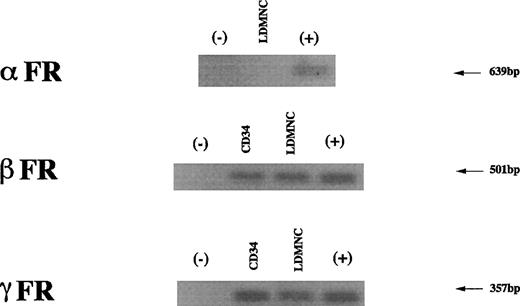 Fig. 5. RT-PCR of FR isoforms in hematopoietic cells. RNA was isolated from LDMNC and CD34+ cells. RNA was reverse transcribed into cDNA and sequences unique to the , β, and γ FR isoforms were amplified. PCR reactions were separated on a 2% agarose gel, transferred to a nylon filter, and hybridized using the appropriate FR isoform cDNA. cDNAs for each FR isoform were used as positive controls and mouse RNA was used as a negative control. LDMNC and CD34+ cells express the FR-β and FR-γ isoforms but not FR-.