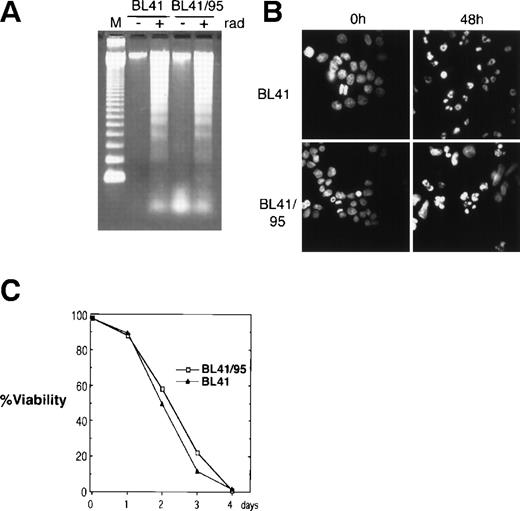 Fig. 1. Induction of apoptosis in BL41 and BL41/B95 cells. (A) Analysis of DNA fragmentation 48 hours after irradiation with 150 Gy by DNA gel electrophoresis. M, 123-bp DNA ladder (GIBCO). (B) Apoptotic morphology was examined with Hoechst 33258 DNA staining. (C) Viability of irradiated cells was analyzed by trypan blue exclusion.