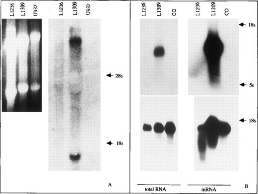 Fig. 2. Northern blot analysis for IgH and Igκ transcription in L1236 cells. Total cellular RNA of the cell lines was separated on an agarose gel, transferred to a nylon filter, and probed with cDNA clones for Cγ (A, right) and Cκ (B, top, left), respectively. Although the LCL L1309 does express the membrane bound Cγ heavy chain transcript and the secreted Cγ heavy chain transcript (A) as well as the κ light chain transcript (B), neither IgG nor Igκ transcripts are detected in L1236 cells (A, right: ethidium bromide staining of the gel before blotting; B, bottom: hybridization for GAPDH transcripts to control quality of total RNA). The cell lines U937 and CO serve as negative controls for Ig gene transcripts. To increase the sensitivity of Northern blot analysis for Cκ, mRNA was separated on an agarose gel, transferred to a nylon filter, and probed with a cDNA clone (B, left, top). Again, no hybridization signal was obtained in L1236 mRNA. L1309 cells serve as positive control. CO cells serve as negative control. Hybridization with a GAPDH probe to check quality and amount of mRNA showed that approximately equal amounts of intact RNA were loaded on the gel for the various cell lines (B, bottom).