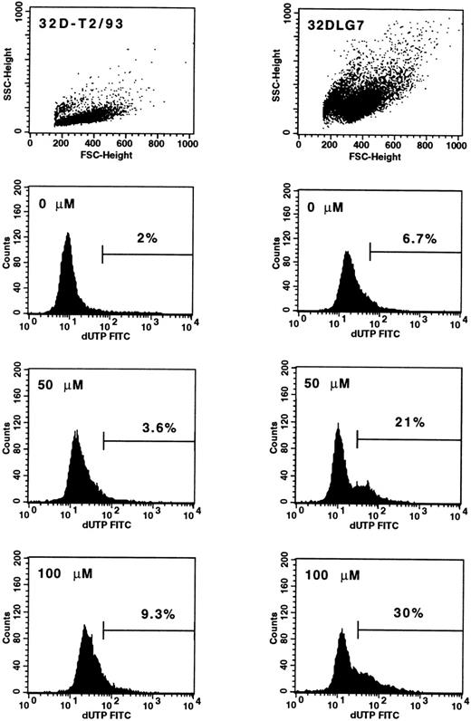 Fig. 4. Detection of apoptotic cells by means of TdT assay in untreated and AG957-treated 32D-T2/93 (BCR/ABL-negative) and 32DLG7 (BCR/ABL-positive) cell lines. Mean (±SEM) percentages of apoptotic cells in the live gated cell populations are indicated for 32DT2/93 (left panels) and 32DLG7 (right panels) cells exposed to graded concentrations of AG957 for 12 hours.