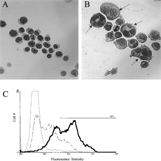 Fig. 1. Jaspamide induces differentiation in HL-60 cells. HL-60 cells were grown for 48 hours with (A) 0.01% DMSO, or (B) 10−7 mol/L jaspamide. Cell differentiation was determined on Wright-Giemsa–stained cytocentrifuge preparations. (C) FACS analysis and overlay histograms of fluorescence intensity showing the upregulation of the differentiation antigen CD16 in HL-60 cells after exposure of the cells for 48 hours to 10−7 mol/L jaspamide (thick line) or 0.01% DMSO (broken thin line). An irrelevant antibody was used as background control (dotted line). M1line defines the positive intensities range (A, B: original magnification × 475).